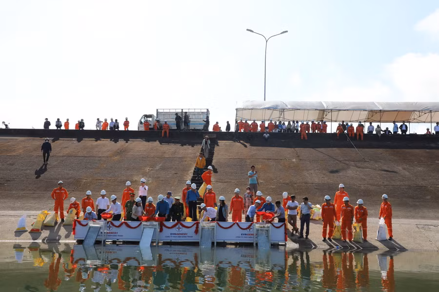 Công ty Thủy điện Sông Tranh phối hợp với UBND huyện Bắc Trà My tổ chức thả 100.000 con cá giống loại lớn xuống lòng hồ ngày 29/2/2024.