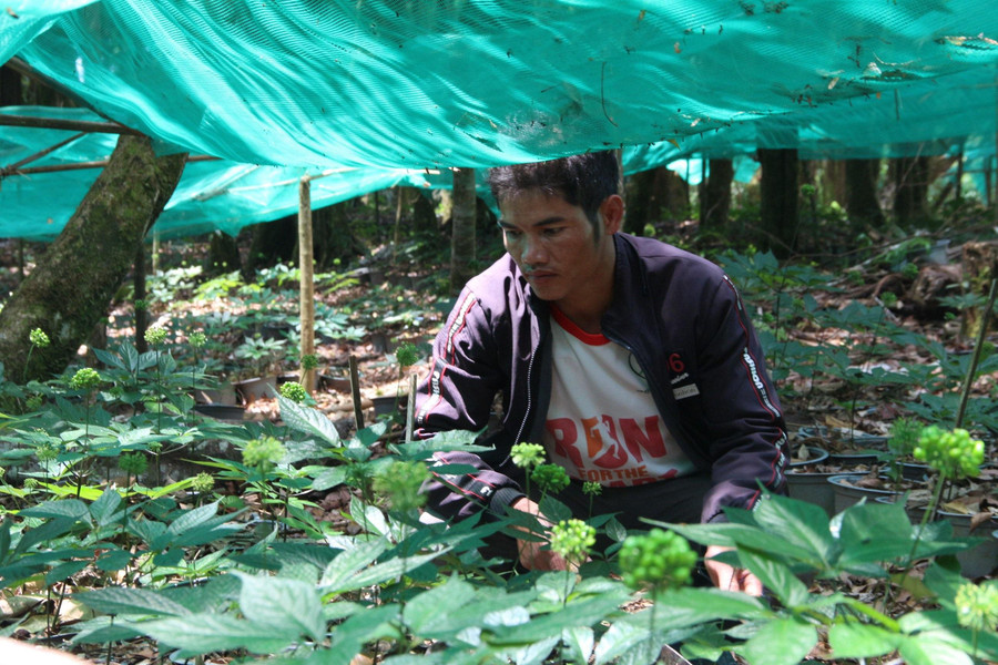 Sâm Ngọc linh được người dân trồng tại huyện Tu Mơ Rông. Sâm Ngọc linh được người dân trồng tại huyện Tu Mơ Rông.