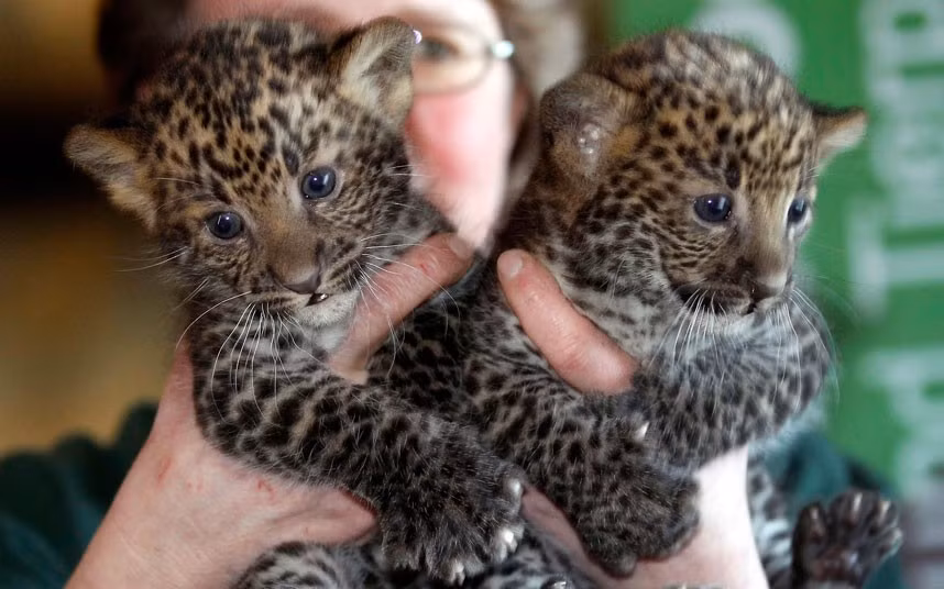 Seven-week-old Javan leopard cubs Arjuna and Sri Kandi are presented at the zoo in Berlin