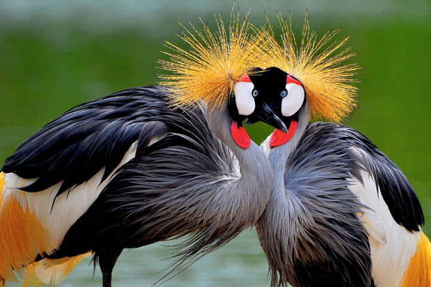 Ảnh động vật đẹp trong tuần ảnh 4 This pair of strikingly coloured crowned cranes appear to having a staring contest as they stand beak to beak. Photographer Vikran Kokeatsiri took this picture in Thailand.
