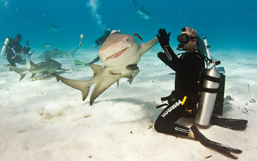 A shark gives a diver a high-five. Eli Martinez was interacting with the lemon shark in the balmy waters off the coast of The Bahamas. Eli, who works as the editor of Shark Diving magazine, said: This particular shark I had encountered before. She is very laid-back so I knew if I held my hand out she would come over. At first she was swimming straight towards me, but I didn’t expect her to turn at the last moment. She tapped my palm with her fin like we were high-five-ing.