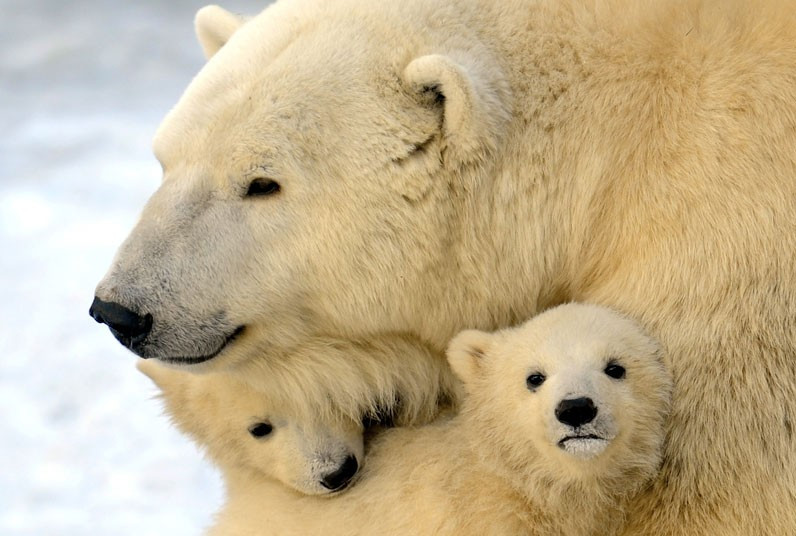 A mother polar bear plays with two of her three cubs born in November, at the Moscow Zoo
