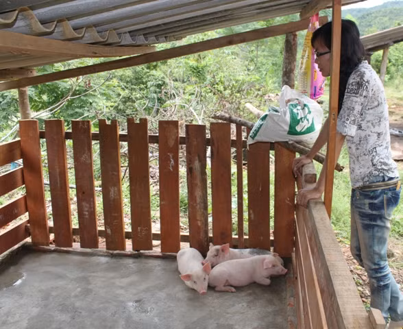 Thầy cô trong trường tận dụng thức ăn thừa nuôi heo cải thiện dinh dưỡng cho học sinh sau này