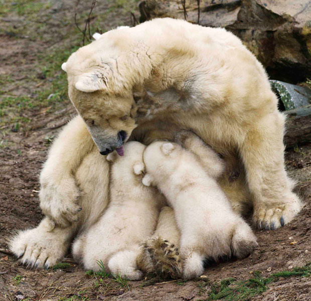 Ảnh động vật đẹp trong tuần ảnh 9 A polar bear named Huggies licks her twin cubs while breastfeeding them during their first public appearance at the Ouwehands Zoo in Rhenen, the Netherland