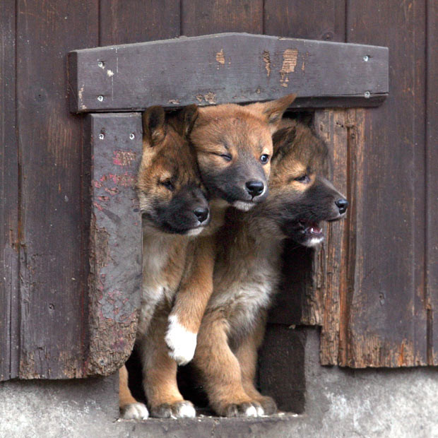 Ảnh động vật đẹp trong tuần ảnh 8 Three dingo puppies look out of their kennel at the Tierpark Friedrichsfelde zoo in Berlin. Four baby dingoes were born at the zoo on January 3.