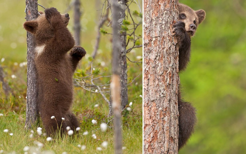 Thế giới động vật qua ảnh ảnh 3 British biologist Brett Lewis has taken pictures of brown bear cubs at play to show how they hone their survival instincts. What seems like play for these six-month-old cubs in the forests of Finland is crucial practice for them to hone their survival skills for the time when they will eventually leave the protection of their mother