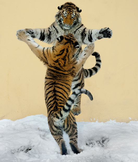 Hai chú hổ đùa trên băng tuyết ở Vienna, Áo Two tigers are caught dancing on ice. These two Siberian tigers look perfectly co-ordinated as they play in the snow at Vienna