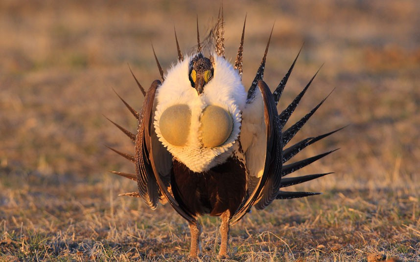 A male sage grouse puffs its chest out and extends its spiky tail feathers. The bird can inflate two air sacs on its chest during its courtship ritual. This male sage grouse strutted around for hours while fanning his tail feathers and making a series of calls to females. Photographer Doug Dance drove more than 1,000 miles to photograph the courtship at Bluebank lek, in Wyoming, America.