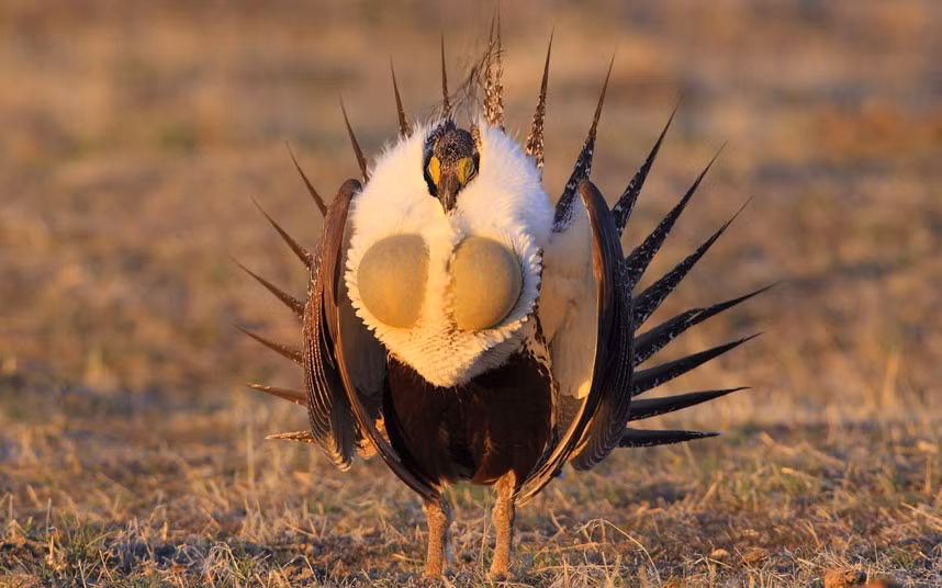 A male sage grouse puffs its chest out and extends its spiky tail feathers. The bird can inflate two air sacs on its chest during its courtship ritual. This male sage grouse strutted around for hours while fanning his tail feathers and making a series of calls to females. Photographer Doug Dance drove more than 1,000 miles to photograph the courtship at Bluebank lek, in Wyoming, America.