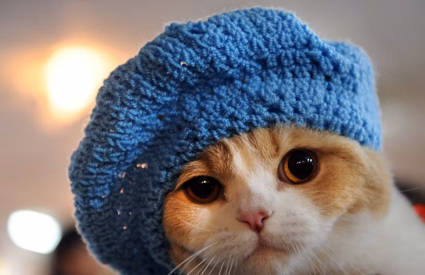 A cat with a knitted hat is photographed at a cat show in Bishkek, Kyrgyzstan