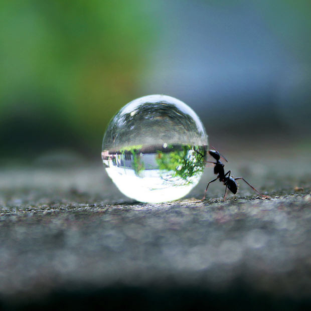 Ảnh động vật đẹp trong tuần ảnh 5 An ant appears to be trying to roll a perfectly spherical droplet of water back to its nest. Photographer Rakesh Rocky from Warangal, India, came across the plucky insects with a ball. But although the ball may have looked like a water drop, it was actually a water-absorbing polymer - or water gel - a biodegradable, non-toxic absorbent crystal alternative soil for potting plants. It can absorb approximately 400 times its weight in water.