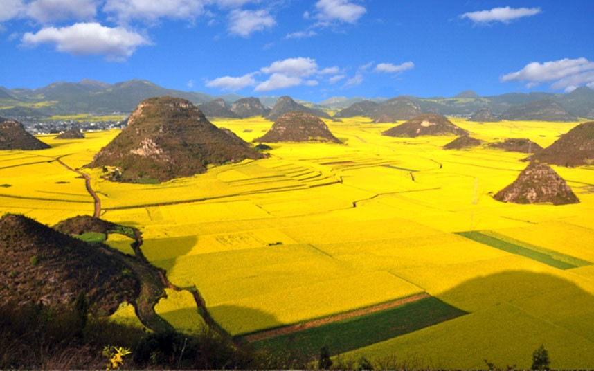 Những hình ảnh ấn tượng trong tuần ảnh 8 Rapeseed plants are pictured in full bloom and ready for harvest in farms in Luoping, southwest China’s Yunnan province
