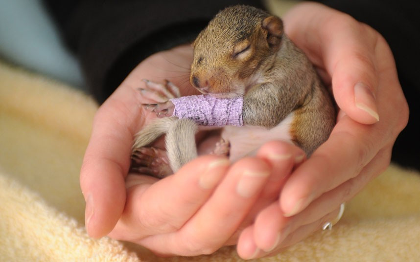 Thế giới động vật qua ảnh ảnh 2 This baby squirrel suffered injuries to her leg and was separated from her mother when she fell from a tree - and she is not even three weeks old. The grey squirrel, called Violet, endured the ordeal when the branch her nest (known as a drey) was laying on was cut down. Fortunately, the couple cutting down the tree spotted Violet and immediately phoned the Wildlife Aid Foundation for advice on what to do. The foundation, based in Leatherhead, Surrey, took her in, bandaged her leg, and have been feeding her a special milk formula, similar to that her mother would have provided.