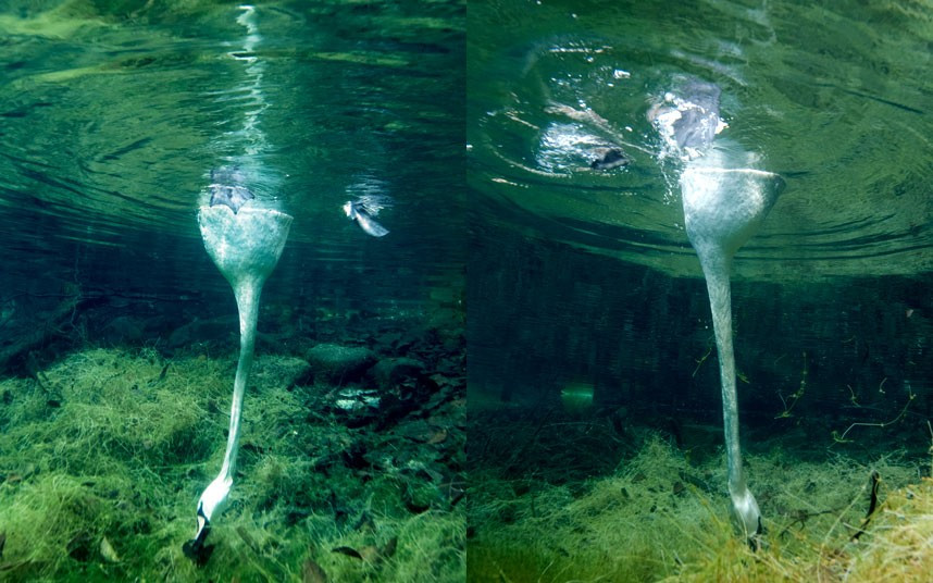 Thế giới động vật qua ảnh ảnh 10 These underwater pictures of swans stretching for their food show just why they have such long necks. National Geographic photographer, Viktor Lyagushkin, took these underwater pictures of swans ducking for food at the Blue Lake in southern Russia. Swans cannot dive as ducks do, explained Viktor. Instead they use their long necks to reach deep water weeds.