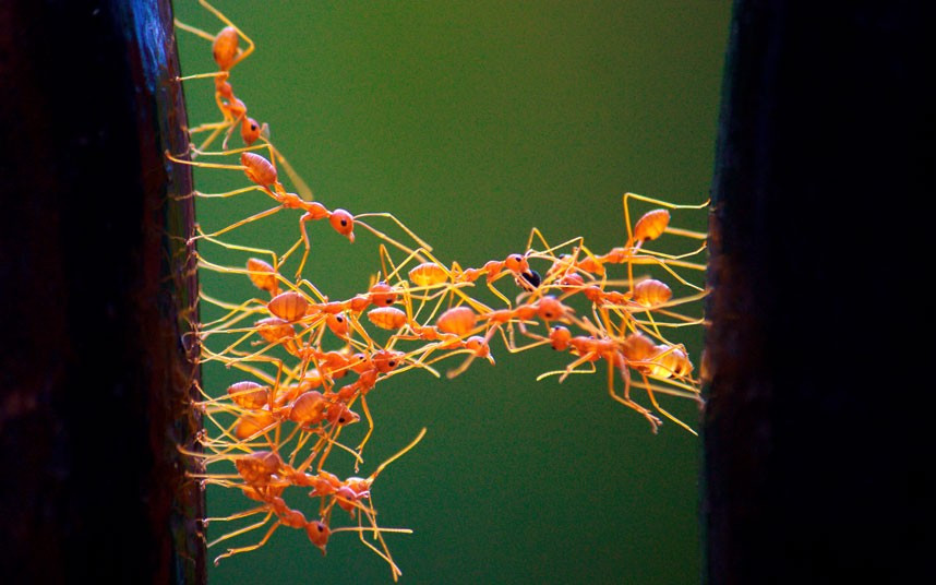 Ants link themselves together between a gap in a wall to create a bridge for other ants to walk over. The insects were forced to improvise after the route back to their nest was obstructed. Photographer Ciju Cherian had left his garden gate open when he went out, leaving a gap in the wall they usually crawled along. He returned home to witness the weaver ants bridging the gap in Kerala, India.