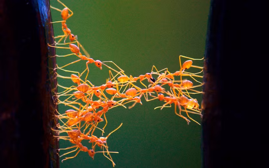 Ants link themselves together between a gap in a wall to create a bridge for other ants to walk over. The insects were forced to improvise after the route back to their nest was obstructed. Photographer Ciju Cherian had left his garden gate open when he went out, leaving a gap in the wall they usually crawled along. He returned home to witness the weaver ants bridging the gap in Kerala, India.