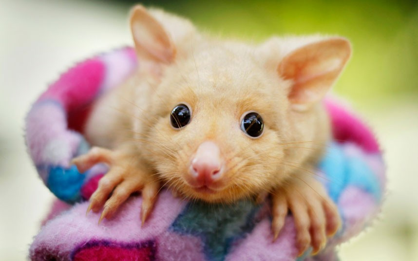 Thế giới động vật qua ảnh ảnh 1 An animal keeper wraps a six-month-old Golden Brushtail Possum in a blanket at Wildlife Sydney animal park. Although rare, the Golden Brushtail Possum is still found in the wild in areas of Tasmania, an island state south of the Australian mainland.