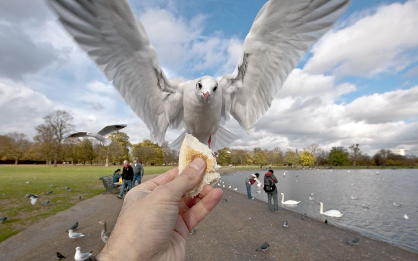 A dove is hand-fed in Richmond Park, London. Russian photographer, Aroian Ashot, who shoots under his professional name Alex A. Royal, snaps himself feeding birds.