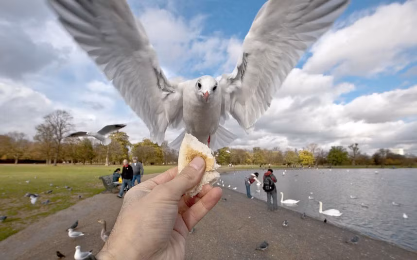 A dove is hand-fed in Richmond Park, London. Russian photographer, Aroian Ashot, who shoots under his professional name Alex A. Royal, snaps himself feeding birds.