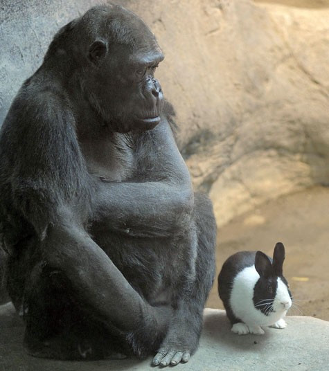 Chú vượn chia sẻ không gian sống với một chú thỏ Hà Lan tại Mỹ The Erie Zoo’s lowland gorilla Samantha shares her space with Panda, a Dutch rabbit, at the zoo in Erie, Pennsylvania, USA