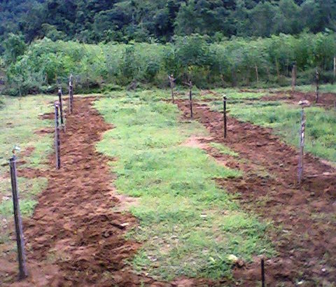 Tận dụng đất rộng giáo viên trồng rau, trồng sắn cải thiện bữa ăn cho thầy cô và học sinh