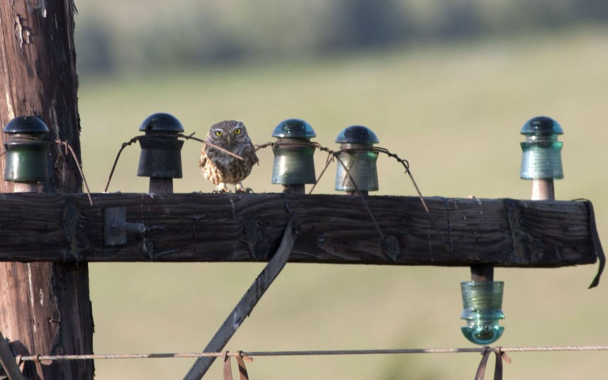 A Little Owl imitates a ceramic insulator on a telegraph pole. The bird was spotted by wildlife photographer Mircea Costina in Dobrogea, Romania - but only after another bird gave its position away.