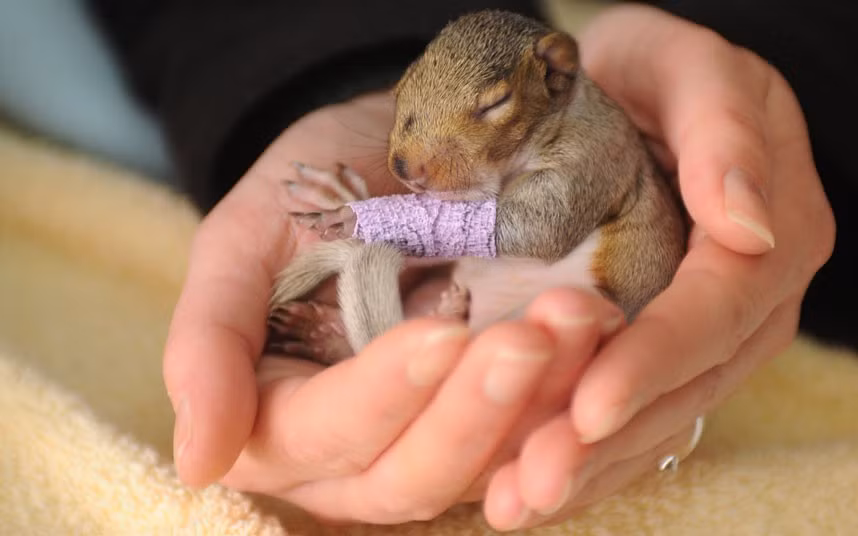 This baby squirrel suffered injuries to her leg and was separated from her mother when she fell from a tree - and she is not even three weeks old. The grey squirrel, called Violet, endured the ordeal when the branch her nest (known as a drey) was laying on was cut down. Fortunately, the couple cutting down the tree spotted Violet and immediately phoned the Wildlife Aid Foundation for advice on what to do. The foundation, based in Leatherhead, Surrey, took her in, bandaged her leg, and have been feeding her a special milk formula, similar to that her mother would have provided.
