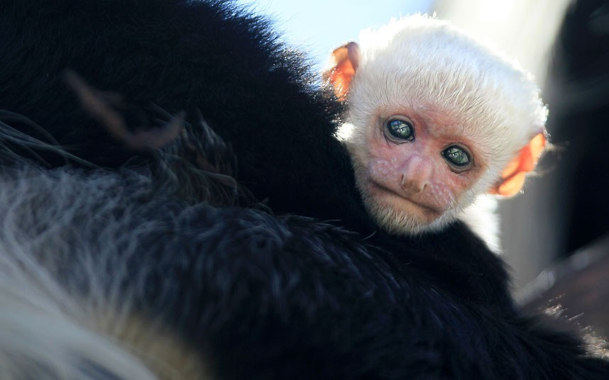 Thế giới động vật qua ảnh ảnh 8 A baby Colobus monkey is held by her mother, Jabula, at Safari West in Santa Rosa, California
