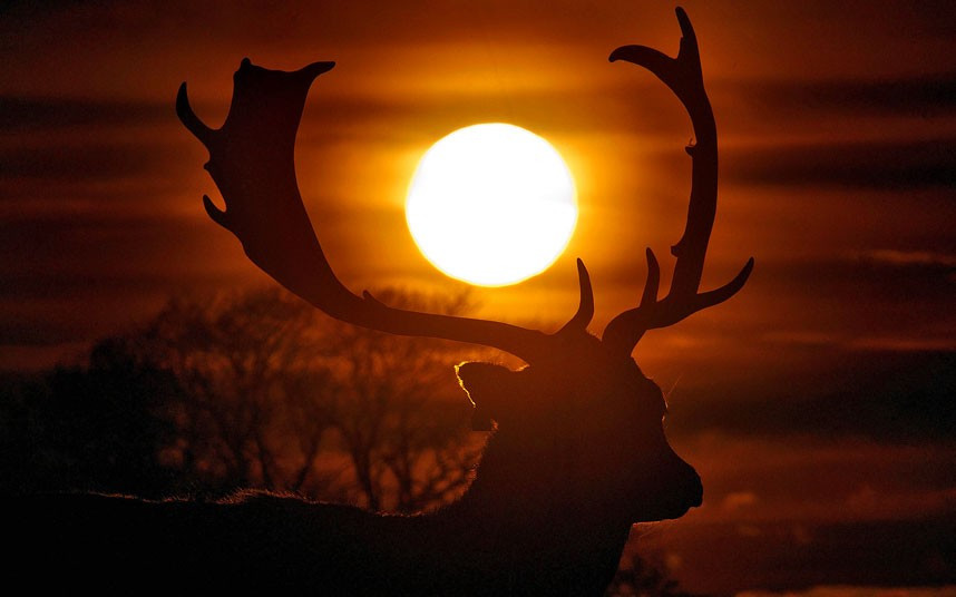 A deer appears to be carrying fiery orb between its antlers as it is silhouetted against the setting sun in Phoenix Park in Dublin, Ireland