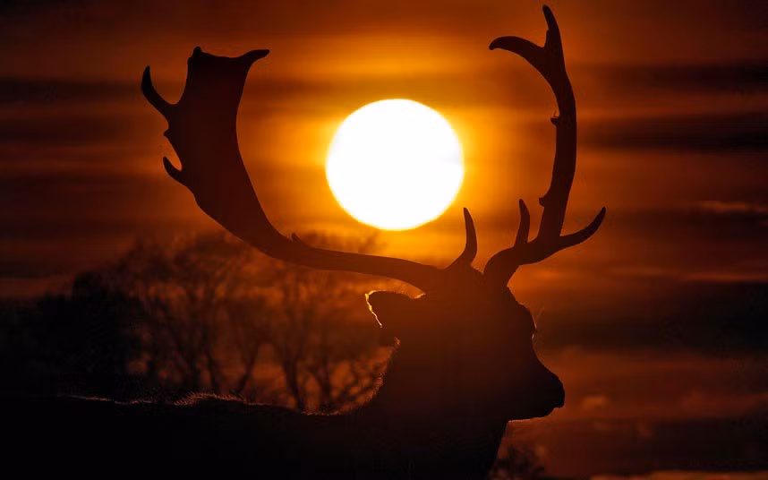 A deer appears to be carrying fiery orb between its antlers as it is silhouetted against the setting sun in Phoenix Park in Dublin, Ireland