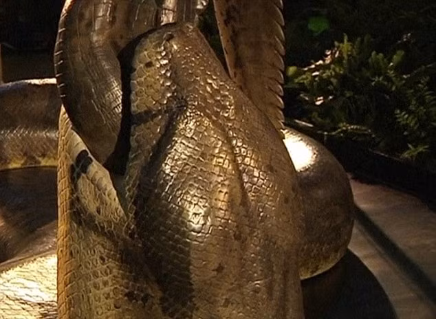 Scientists at the Smithsonian have recreated Titanoboa in a video aimed at exploring why the snake grew to its huge 48-foot length and 2500lb bulk Read more: http://www.dailymail.co.uk/sciencetech/article-2119181/Titanoboa-comes-life-Smithsonian-recreates-worlds-biggest-snake--48-foot-monster-largest-predator-age-dinosaurs.html#ixzz1q0ZIPhMQ