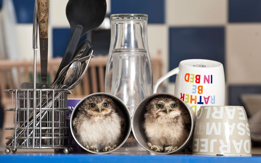 Two orphaned baby burrowing owls, nicknamed Linford and Christie, have moved into the home of their keeper Jimmy Robinson. The owlets were hatched in an incubator at Longleat Safari Park, Wiltshire, and are now being hand-reared by Jimmy. The native American birds, which get their name from living in small burrows in the wild, can find plenty of nooks and crannys about his flat to hide. Tea cups and bookcases are a particular favourite, says Jimmy, but it’s good to see them developing their natural behaviour and they always seem to find me at meal times.