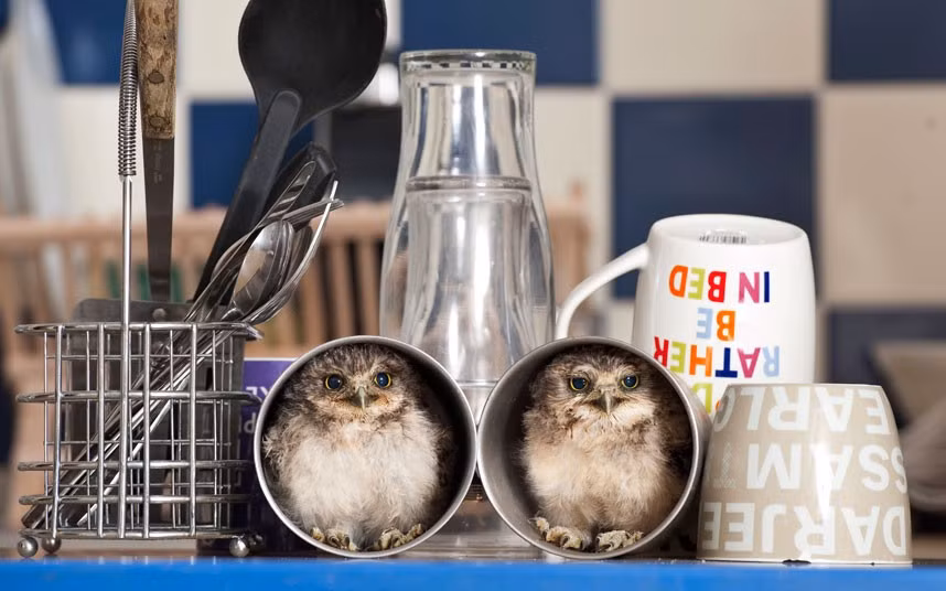 Two orphaned baby burrowing owls, nicknamed Linford and Christie, have moved into the home of their keeper Jimmy Robinson. The owlets were hatched in an incubator at Longleat Safari Park, Wiltshire, and are now being hand-reared by Jimmy. The native American birds, which get their name from living in small burrows in the wild, can find plenty of nooks and crannys about his flat to hide. Tea cups and bookcases are a particular favourite, says Jimmy, but it’s good to see them developing their natural behaviour and they always seem to find me at meal times.