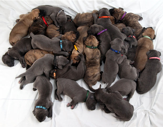 Ảnh động vật đẹp trong tuần ảnh 7 A German dog breeder has suddenly found herself with a wealth of puppies - after 27 were born within the space of three days. To begin with Beatrice Oswald