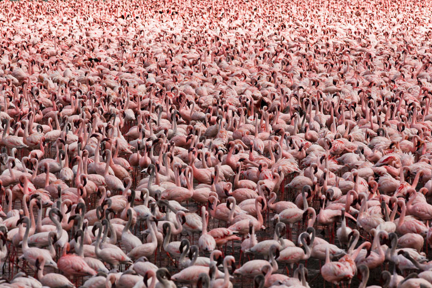 Thế giới động vật qua ảnh ảnh 6 Tens of thousands of lesser and greater flamingos gather at Lake Oloiden, near Naivasha, Kenya