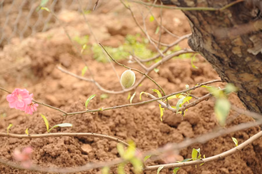 Những người làm vườn gọi vui đây là “đào tiên”.