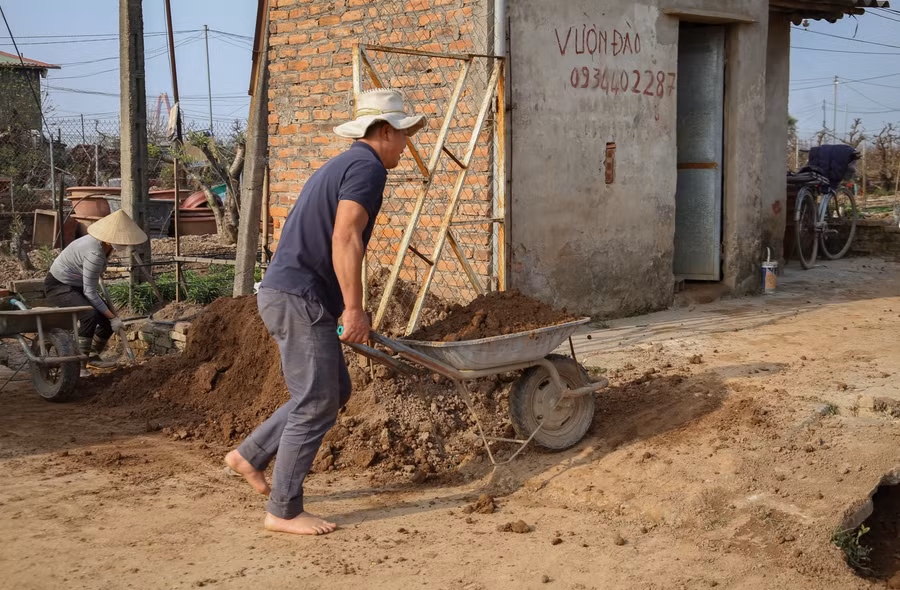 Ngoài việc thuê nhân công chăm sóc, các chủ vườn đào còn phải mua đất với giá 400 - 500 nghìn đồng/chuyến xe đổ vào vườn để "tái sinh" đào cảnh sau vụ Tết.