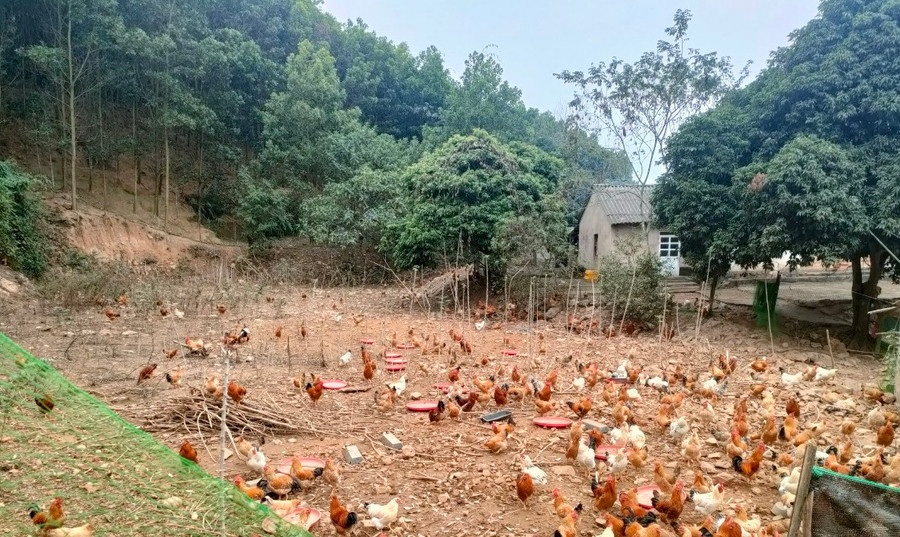 Đặc sản gà Tiên Yên được chăn nuôi trong trang trại sạch của người dân.