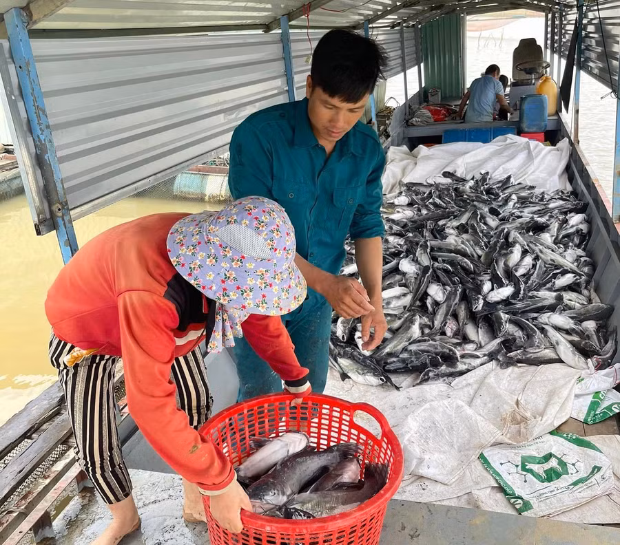 Cá nuôi lồng bè chết trắng tại xã Ya Ly.