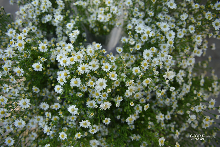 Hoa thạch thảo là loài hoa có vẻ đẹp riêng biệt.