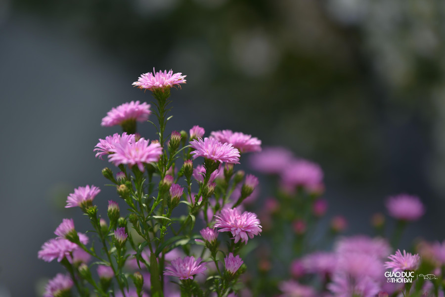 Thạch thảo tím biểu hiện cho tình yêu, người Việt Nam vẫn luôn quan niệm màu tím tượng trưng cho sự chung thủy.