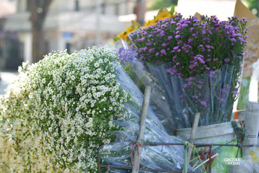 Hoa thạch thảo thường có 2 màu trắng và tím.