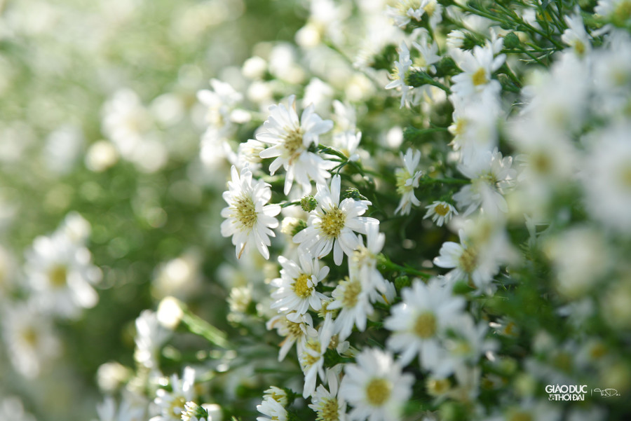 Hoa thạch thảo màu trắng tượng trưng cho sự khiêm nhường, từ tốn, nhìn là thấy sự kiêu hãnh khiến người người ấn tượng mạnh.