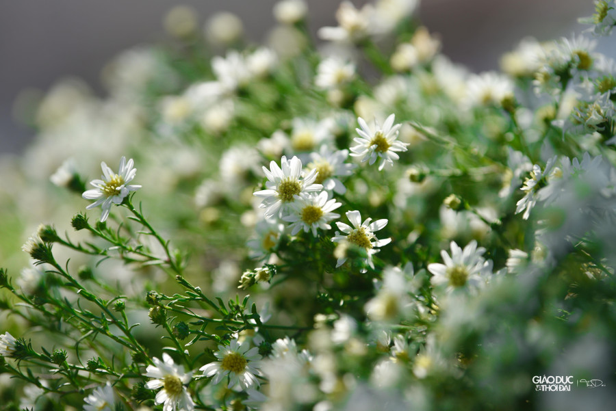 Nếu như sắc hoa thạch thảo màu tím làm người ngắm say đắm về sự ngọt ngào quá đỗi thì sắc hoa trắng lại mang theo sự tinh khiết, trong trắng.
