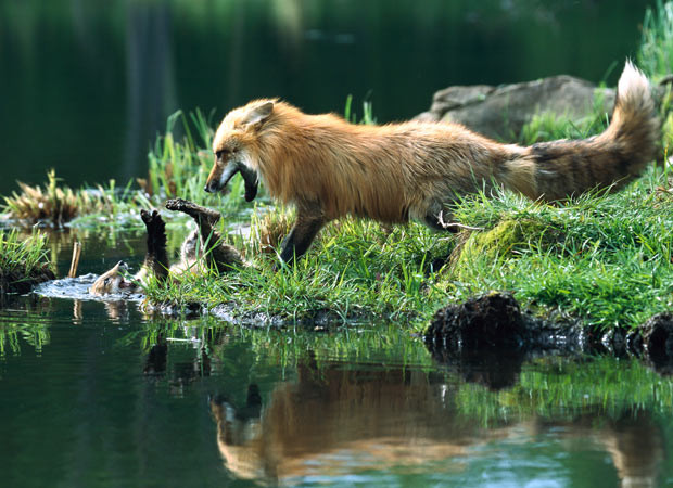 This cute fox cub lost its footing while playing with its mum near a lake - and tumbled comically backwards into muddy water. The five-week-old was left lying on its back with its legs waving in the air. It eventually managed to get back onto its front and clamber the short distance back to shore. Konrad Wothe from Penzberg, Germany, captured the scene in Montana, United States.