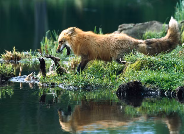 Ảnh động vật đẹp trong tuần ảnh 4 This cute fox cub lost its footing while playing with its mum near a lake - and tumbled comically backwards into muddy water. The five-week-old was left lying on its back with its legs waving in the air. It eventually managed to get back onto its front and clamber the short distance back to shore. Konrad Wothe from Penzberg, Germany, captured the scene in Montana, United States.