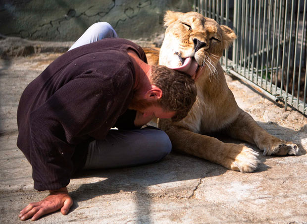 African lion Katya licks zoo owner and artist Aleksandr Pylyshenko in a cage at his private zoo in his backyard in the city of Vasilyevka, southeastern Ukraine. Pylyshenko broadcasted on the internet his experience of living in the cage with Katya and her cubs for 36 days, before leaving it on Wednesday. Pylyshenko wanted to raise funds to improve the lions