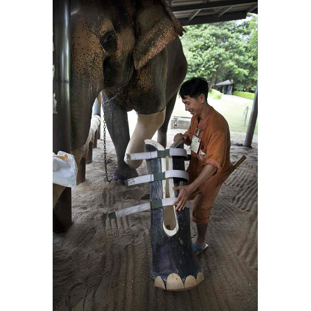 A mahout removes the prosthetic leg from Motala, age 50, at the Friends of the Asian Elephant elephant hospital in the Mae Yao National Reserve Lampang,Thailand. Motala lost a foot many years back after stepping on a land mine and...