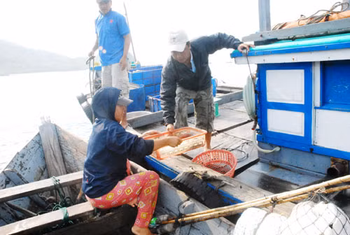 Những người đàn bà trên sóng dữ biển khơi ảnh 3 Sau mỗi chuyến biển, những người phụ nữ này lại trao đổi các sản phẩm với các ghe bạn.