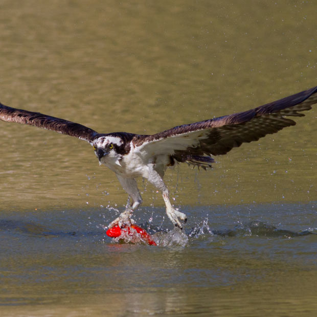 An osprey catches a goldfish from Blair Pond Park in British Columbia, Canada. Photographer Ron Racine heard about birds lifting goldfish out of the pond. He says: 